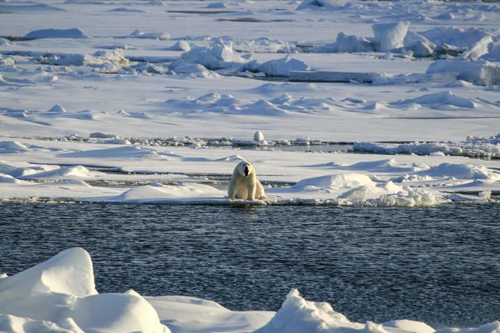 Обоняние белого медведя позволяет обнаруживать добычу на расстоянии свыше1,5 километра. Фото: Shutterstock