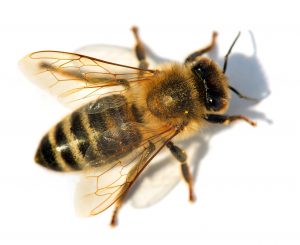 Пчела. Фото: shutterstock