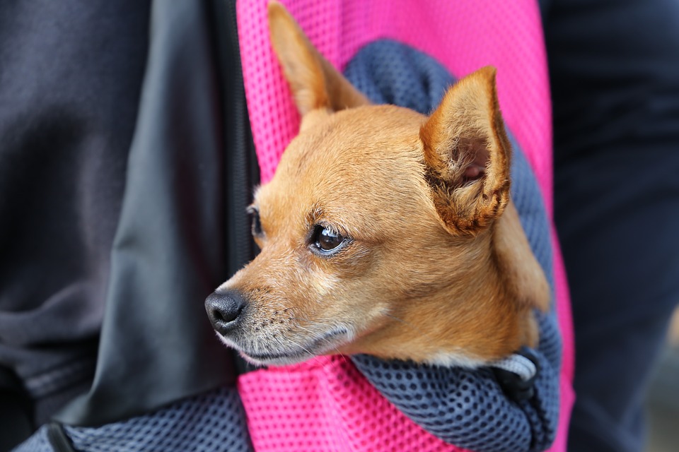 Биоаксессуар (англ. bioaccessory) — маленькая собачка или другое небольшое животное, которое дамы любят носить с собой в сумках/ https://pixabay.com/ru/